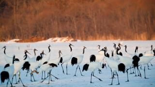Red Crowned Cranes in snow Hokkaido Japan