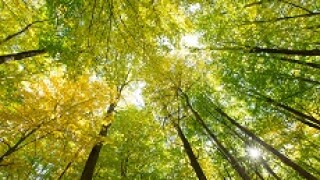 Trees_230px