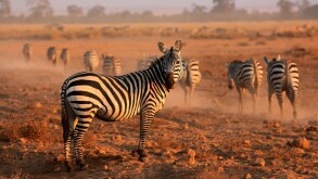 Plains zebras (Equus burchelli) in early morning dust, Amboseli National Park, Kenya