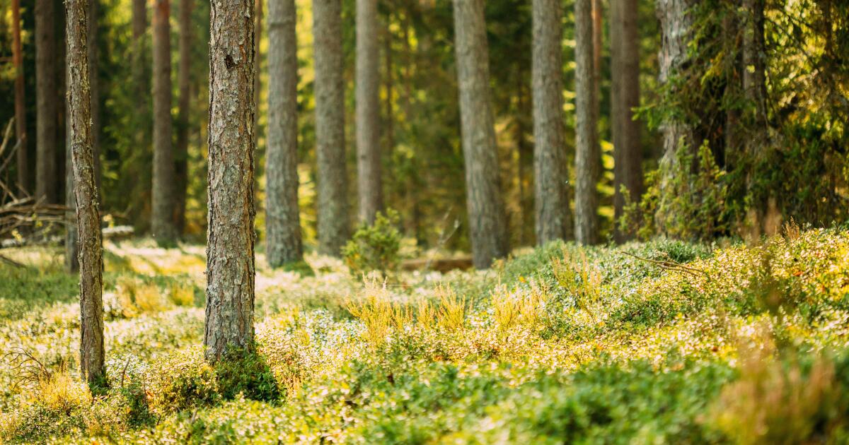 Latvia’s prints second sustainability bond
