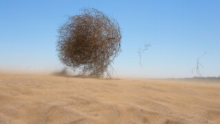 Tumbleweed in Kazakhstan sand desert.