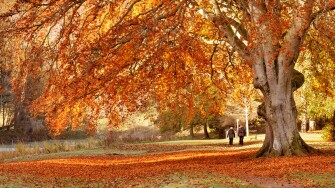 Golden Autumn colours at Peebles in the Scottish Borders, Scotland, UK.