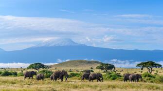 African bush elephants (Loxodonta africana) with Mount Kilimanjaro behind, Amboseli National Park, Kenya, Africa