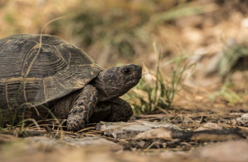 pixabay tortoise 575x375