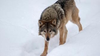 Grey Wolf; Canis lupus
Single Captive
Finland