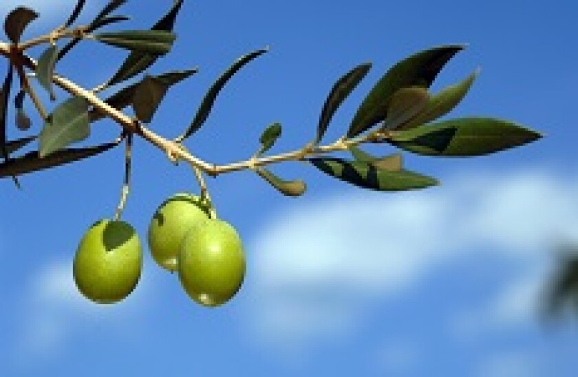 greenolives_Adobe_230x150