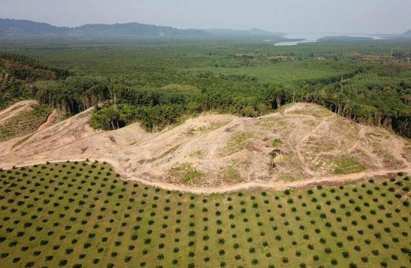 deforestation_Adobe_575x375_21August2020