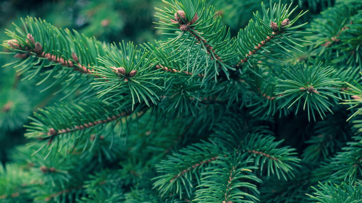 EU ABS dreams of a green Christmas - Vimarsana News