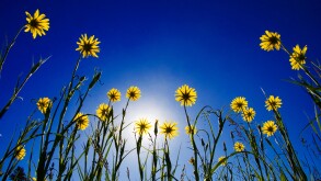 Yellow salsify reaching for the sun in Junction Sheep Range Provincial Park in the grasslands of British Columbia, Canada