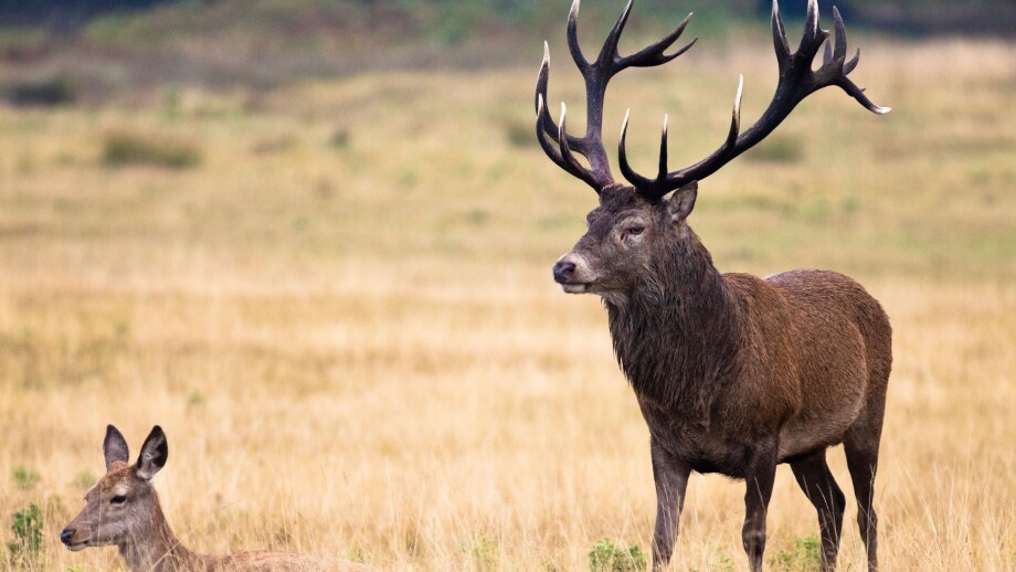Red Deer - Cervus Elaphus - stag and hind in Richmond Park, UK