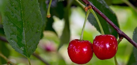 Sour Cherry or Morello Cherry (Prunus cerasus), Obersoellbach, Hohenlohe, Baden-Wuerttemberg