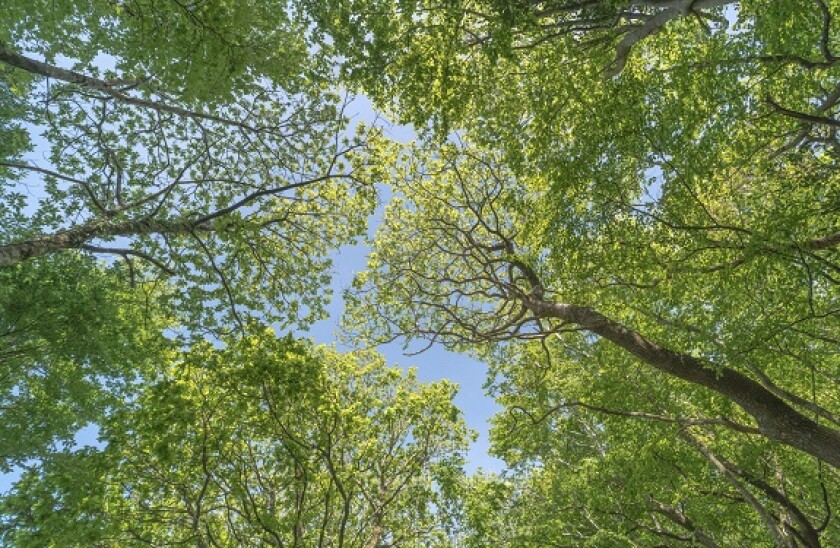 Worm's-eye view of overhead Oak and Beech tree canopy with sunshine and blue summer sky. Deciduous UK English woodland concept & carbon capture.