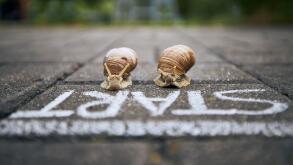 Close-up of racing snails in front of start line. Themes competition, winning and funny animals.