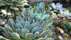 Succulent flower in the garden