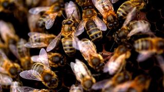 Busy bees in hive / close up of honey bees