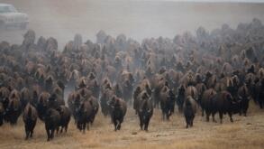 American Bison (Bison bison) herd stampeding, South Dakota