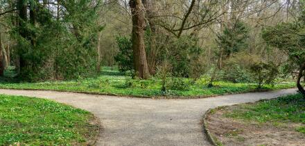 two paths in the nature decision concept in Sarvar arboretum early spring time with wild flowers .