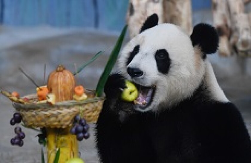 Panda_eating_PA_230x150_08Jan20