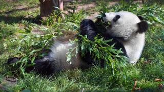 Panda green_alamy_26May22