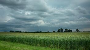 Dark rainy clouds over a field with green grain