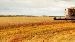 Panoramic view at combine harvester working on a wheat field. Ha