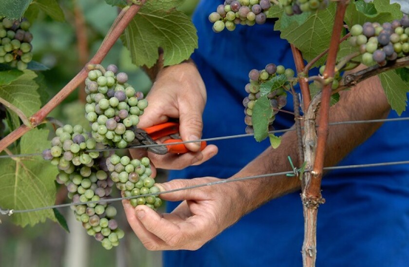 grapes_alamy_575x375