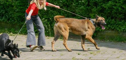 Netherlands, girl walks dogs that both pull in different directions.