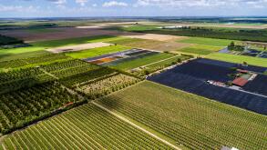 Miami Florida,Homestead,farmland,farm,crop,nursery,dragon fruit,cactus Pitaya Stenocereus pitahaya Hylocereus,aerial overhead view,FL17081873D