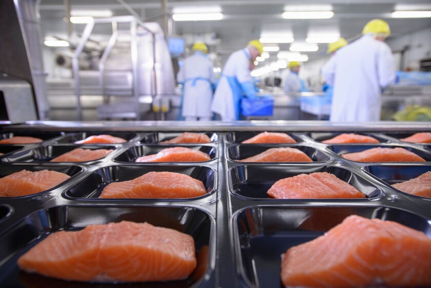 Salmon fillets on packaging in foreground of busy food factory