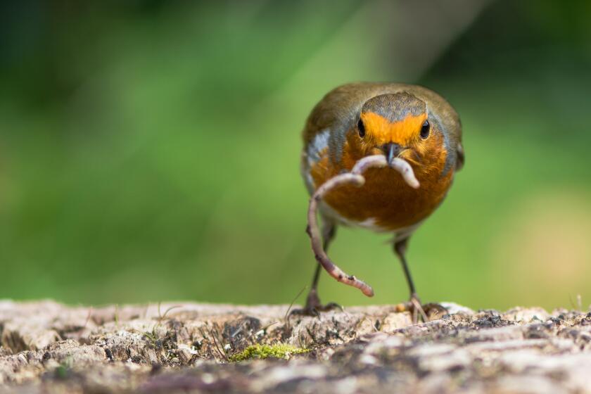 Robin (Erithacus rubecula) looking forward with a worm hanging from beak, with particularly striking orange breast