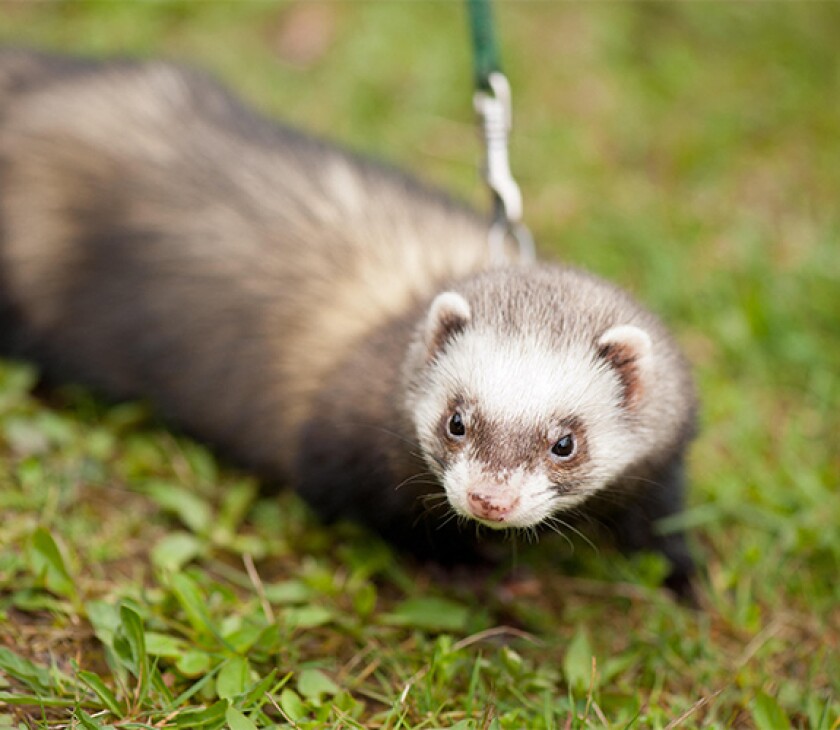 ferret_F56ACX.jpg