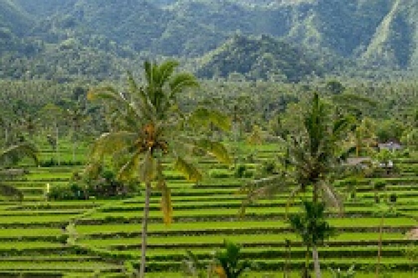 Indonesia Bali green rice fields and palms from Adobe 230x150