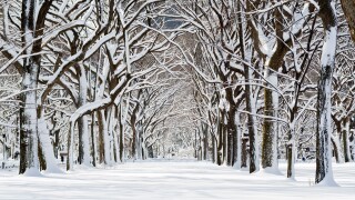 Central Park after snowstorm near The Mall, New York City.